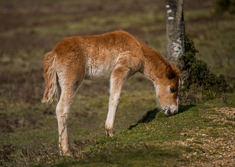 Spring Pony Foal, Longcross Plain 1